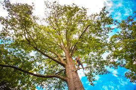 Best Soil Testing and Treatment  in Hasbrouck Heights, NJ