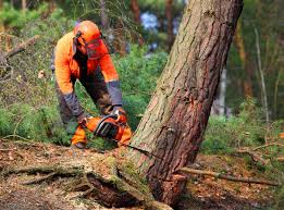 Best Tree Maintenance Programs  in Hasbrouck Heights, NJ