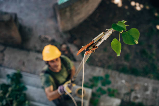 Best Weed Control  in Hasbrouck Heights, NJ