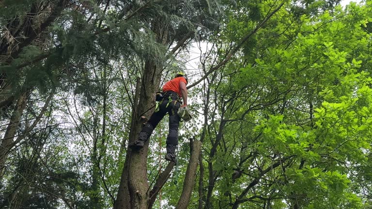 Best Pest Control for Lawns  in Hasbrouck Heights, NJ
