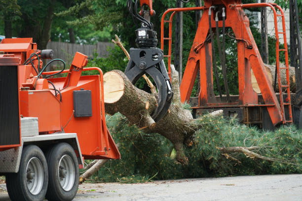 Best Lawn Pest Prevention  in Hasbrouck Heights, NJ