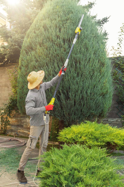 Best Tree Cabling and Bracing  in Hasbrouck Heights, NJ